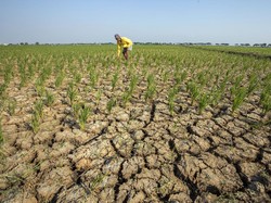 Dampak El Nino Kian Nyata: Kekeringan hingga Gagal Panen Hantui RI