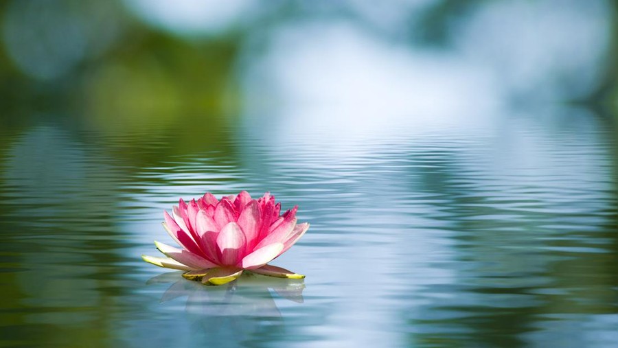 Ilustrasi Telaga Kautsar Beautiful lotus flower on the water in a park close-up.