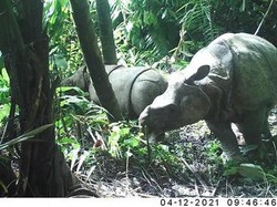 6 Pemburu Badak Jawa Divonis 11-12 Tahun Penjara