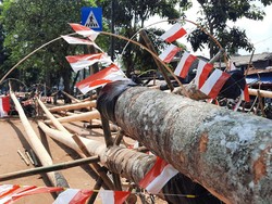 Jelang HUT RI, Pedagang Pohon Pinang di Manggarai Mulai Gelar Dagangan