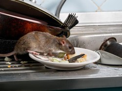 Tikus Auto Pergi dari Rumah Kalau Ada 5 Aroma dari Bahan Alami Ini