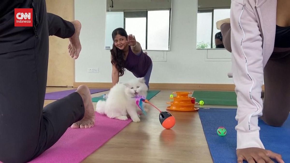 Kenapa Kucing Putih Sering Dianggap Bodoh atau Bloon?