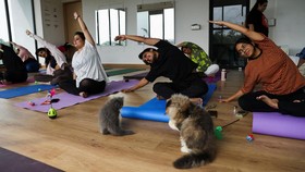 FOTO: Yoga Bersama Kucing-kucing Mengemaskan