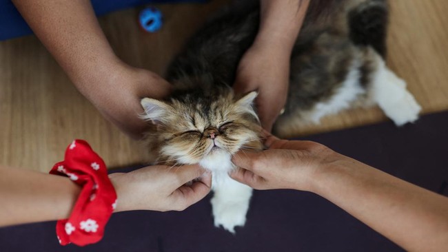 Pelaku tega memaku kucing di pohon hingga tewas lantaran kesal melihat kucing yang kerap kali membuang kotoran sembarangan.