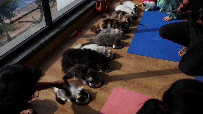 FOTO: Yoga Bersama Kucing-kucing Mengemaskan