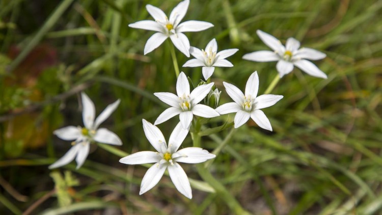 Ornithogalum umbellatum. Wild flowers in their natural environment.