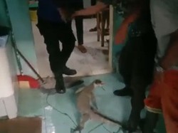 Biawak Masuk ke Plafon Rumah Warga di Asahan, Damkar Turun Tangan