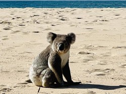 Koala Berkeliaran di Pantai Memicu Kekhawatiran Habitatnya Telah Rusak