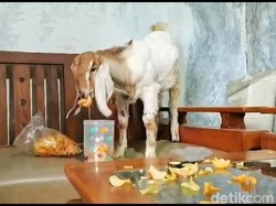 Kuncoro Kambing Unik Banjarnegara Ternyata Punya Perawatan Khusus, Apa Saja?