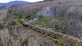 FOTO: Tumbangnya Hutan Cemara Jerman Dikunyah Kumbang Mungil