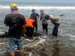Ikan Paus Terdampar di Pantai Citepus Dievakuasi ke Tengah Laut
