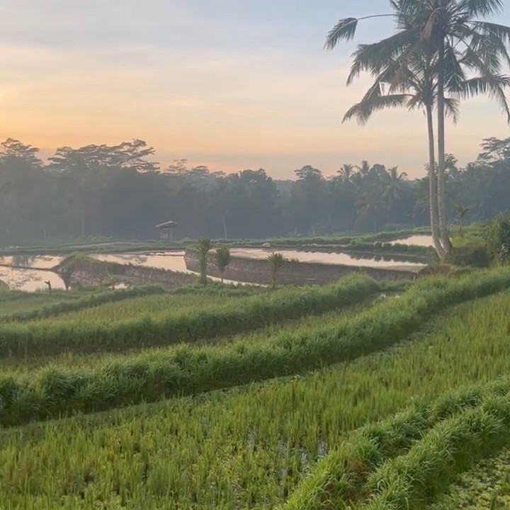 <p>Rumah mertua Titi Kamal dibangun di tengah-tengah area sawah yang sangat luas. Hunian tersebut dikelilingi oleh tanaman hijau yang membuat udaranya terasa sejuk. (Foto: Instagram @titi_kamall)</p>