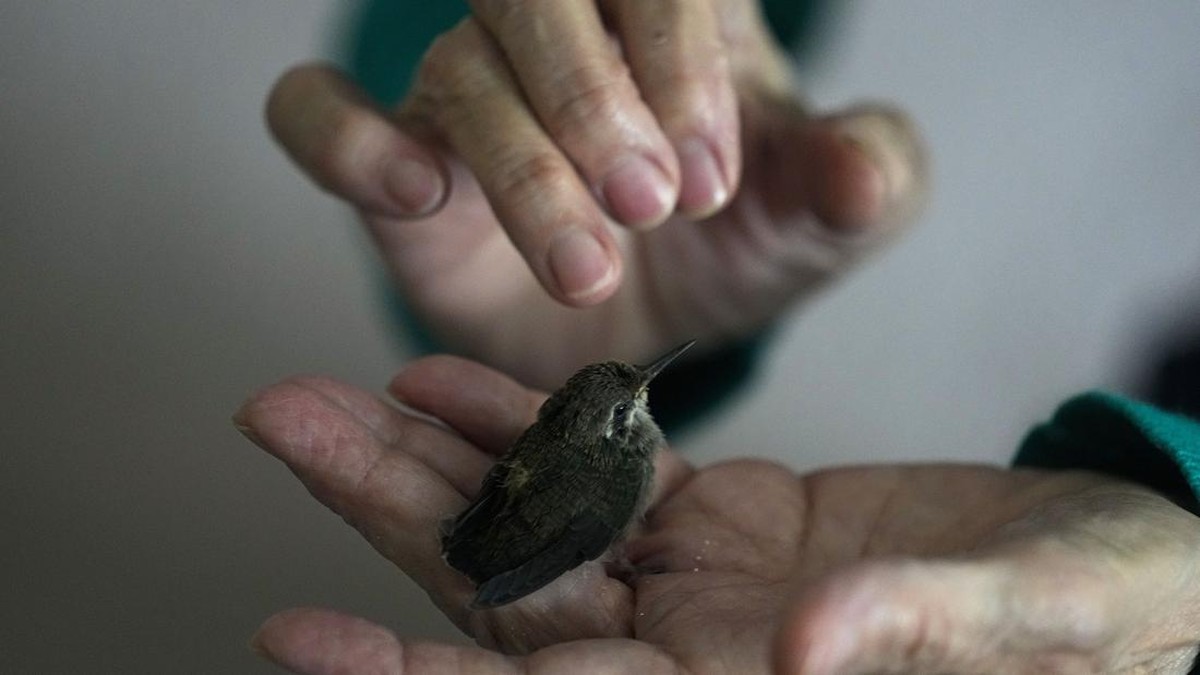 FOTO: Kasih Sayang Nenek di Meksiko untuk Burung-burung yang Sakit