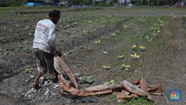 BMKG Ingatkan Lagi Ada Ancaman Petaka Intai Pertanian RI