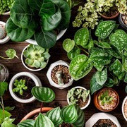 5 Tanaman yang Ampuh Mengusir Kecoak, Mudah Ditanam di Rumah!