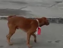 Permintaan Maaf Pria yang Kalungkan Bendera Merah Putih ke Anjing