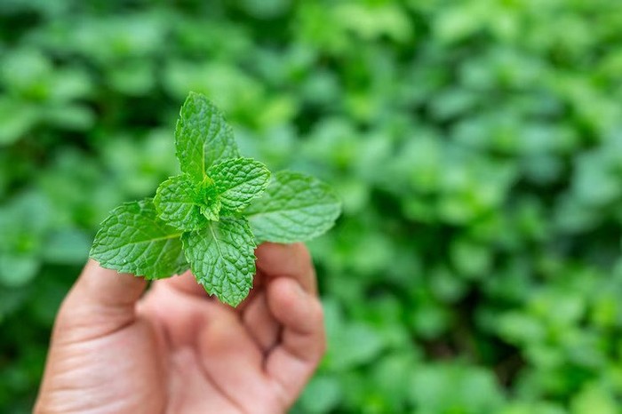 Daun mint bisa untuk mengusir semut di rumah