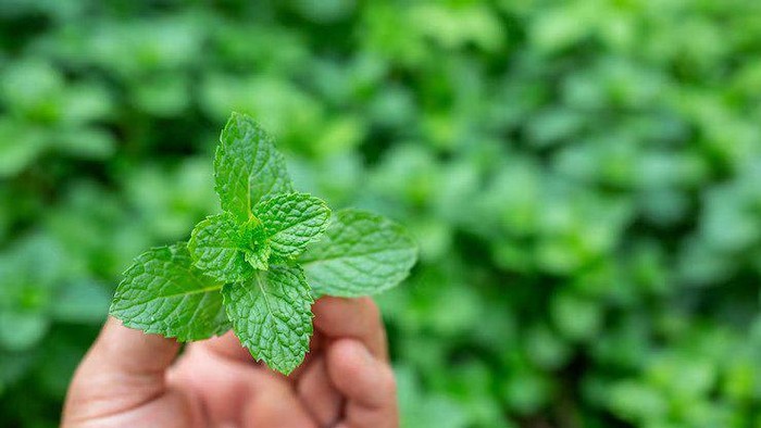 Daun mint bisa untuk mengusir semut di rumah