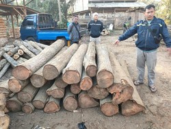 4 Pembalak Liar di Malang Ditangkap, 41 Gelondong Kayu Suren Disita