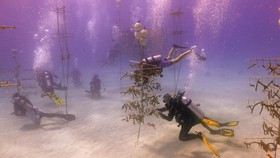 FOTO: Upaya Penyelamatan Terumbu Karang dari Laut yang Kian Memanas