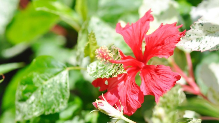 Chinese rose or Hibiscus , Hibiscus Rosa Sinensis Variegataor hibiscus flower or red flower
