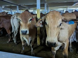 184 Ekor Sapi Impor Australia Mendarat di RI
