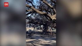 VIDEO: Penampakan Pohon Keramat Hangus Imbas Kebakaran Hutan Hawaii
