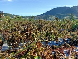 Melihat Lahan Kentang di Dieng yang Layu Dampak Embun Es