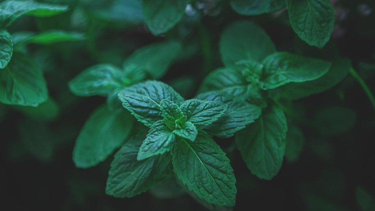 1392743342 The Mint Backgrounds