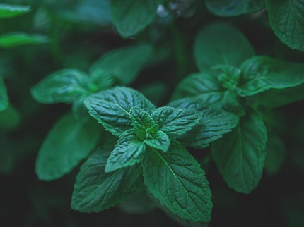 7 Jenis Daun yang Bisa Digunakan sebagai Masker, Atasi Jerawat & Bikin Glowing