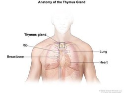 Organ Ini Sering Diangkat Dokter, Ternyata Berpotensi Melawan Kanker