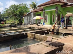 Tantangan Peternak Ikan Ciamis di Tengah Musim Kemarau Panjang