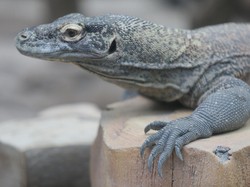 Alarm! Populasi Komodo Betina Kritis