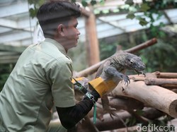 Digigit Berkali-kali, Tak Surutkan Semangat Para Perawat Komodo