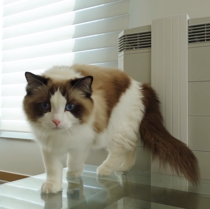 <p>Apartemen itu dijadikan sebagai tempat tinggal Lisa untuk menghabiskan<em> quality time</em> bersama kelima kucing peliharaannya ketika sedang libur dari pekerjaan. (Foto: YouTube Lilifilm Official)</p>