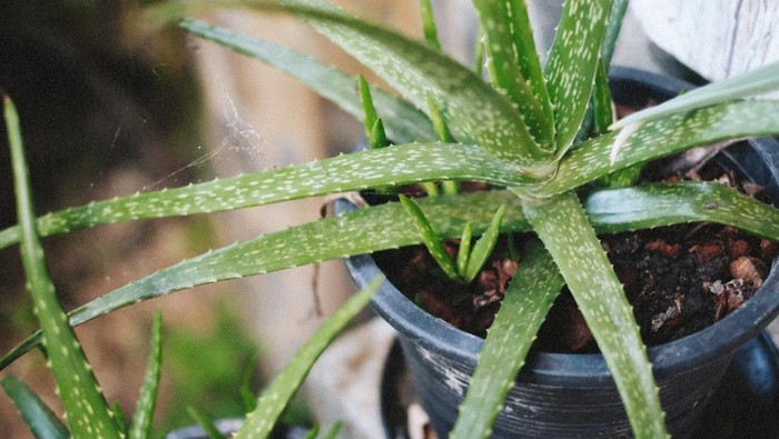 Foto: Pexels.com/Alexey Demidov