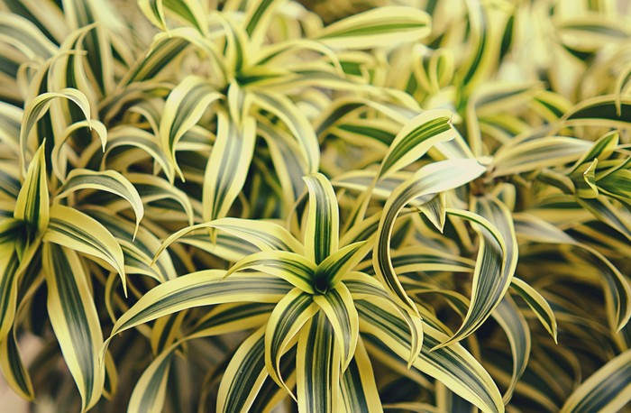 Foto: Unsplash.com/Leiada Krozjhen
