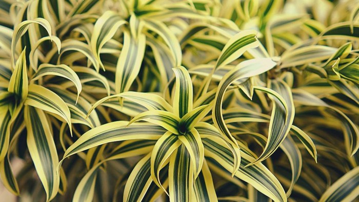 Foto: Unsplash.com/Leiada Krozjhen