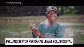 VIDEO: Strategi Bisnis Start-Up Perikanan Jadi Unicorn