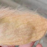 Viral! Tren Baru Anak Muda di China, Pelihara Biji Mangga Layaknya Hewan Peliharaan