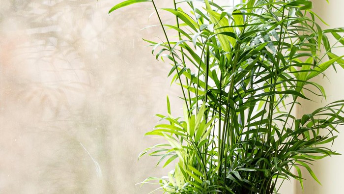 Tanaman Pencegah Polusi Udara di Rumah. Foto: Pexels.com/maharishi