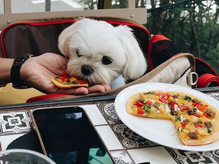 Unggahan Son Ye Jin saat quality time bersama pasangan dan hewan peliharaan