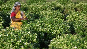 FOTO: Aroma Kemewahan Parfum Melati dari India