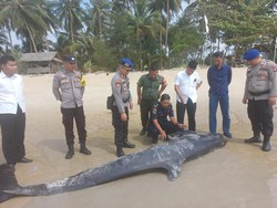 Bangkai Paus 3,8 Meter Ditemukan di Pantai Lingga