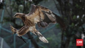 FOTO: Eduwisata di Taman Burung Jagat Satwa Nusantara TMII
