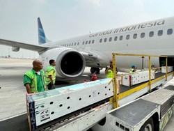 Detik-detik Garuda Angkut Komodo Pulang ke Labuan Bajo
