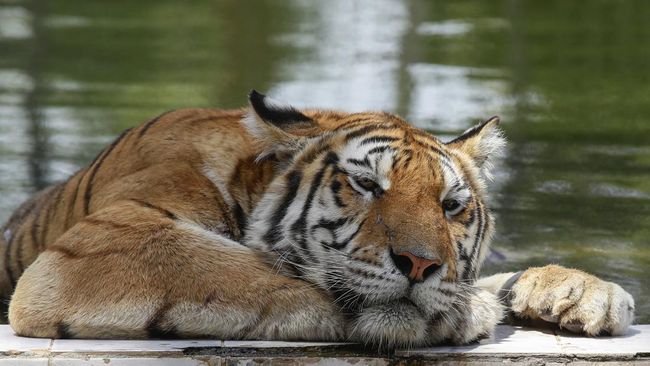 Suhu di Baghdad, Irak menembus 50 derajat Celcius, padahal Harimau Siberia lebih cocok hidup di suhu dingin hingga minus 20 derajat Celcius. 