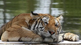 Kepanasan, Nasib Malang Harimau Siberia di Kebun Binatang Baghdad