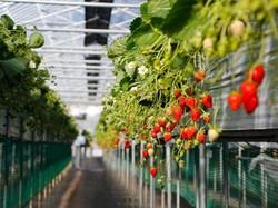 5 Tempat Wisata Kebun Strawberry di Bandung, Serunya Petik Buah Sendiri!