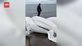 VIDEO: Upaya Penyelamatan 5 Paus Beluga Oleh Nelayan Rusia